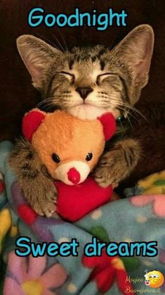 a cat sleeping with its head on a teddy bear