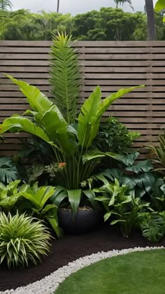 a garden with lots of green plants in the middle of it and a wooden fence behind it