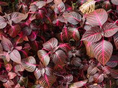 red and purple leaves are growing on the ground