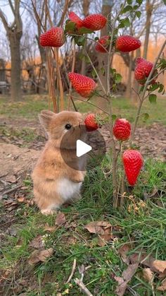 Panda lalai on Instagram: "bunny feast! 🍓🐇" Front Garden Landscape, Viking Dress, Dresses Romantic, Vacation Video, Summer Dresses For Wedding Guest, Wedding Nails Design, Bridesmaid Hair Short, Bridesmaid Hair Updo, Garden Art Projects