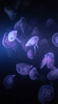 many jellyfish are swimming in the water