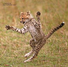 a small cheetah cub is running in the grass with it's front paws up