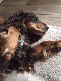 a brown and black dog laying on top of a rug