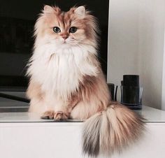 a fluffy cat sitting on top of a counter