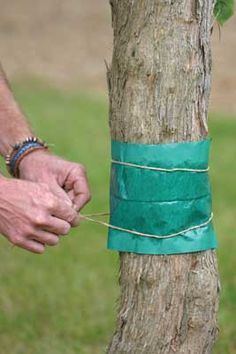 a man is wrapping something around a tree trunk with green tape and twine on it