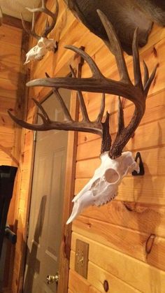 the antlers are hanging on the wall in the cabin