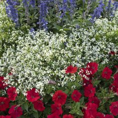 red and white flowers are in the middle of some green plants with bluebells