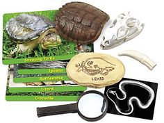 various items used to make an animal model including turtle, frog, and alligator skeleton