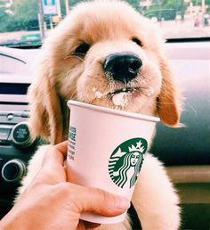 a person holding a cup in their hand while sitting in a car with a dog