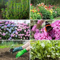 four different types of flowers and plants in the garden, including pinks, purples, and green