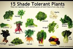 an image of different types of vegetables that are labeled in the text, which reads 15 shade tolerant plants