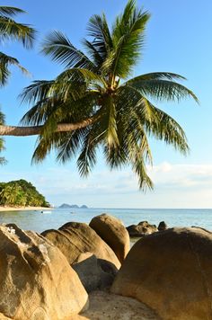 a palm tree sitting on top of a beach next to the ocean and rocks in front of it