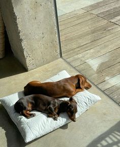 two dachshunds are laying on a pillow outside