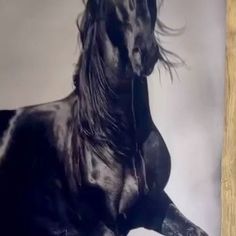 a black and white photo of a horse with long hair on it's back