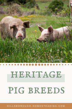 two pigs laying in the grass with text overlay that reads heritage pig breds