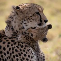 two cheetah cubs playing with each other on the savannah, one is rubbing its neck