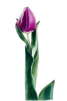 a drawing of a purple tulip on a white background