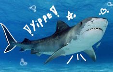 a shark swimming in the ocean with words written on it's face and bottom