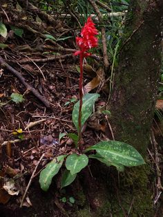 a red flower growing out of the ground next to a tree trunk and some branches