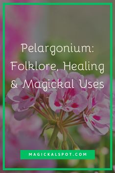 pink flowers with the words pelargonium folkloree, heating and magick uses