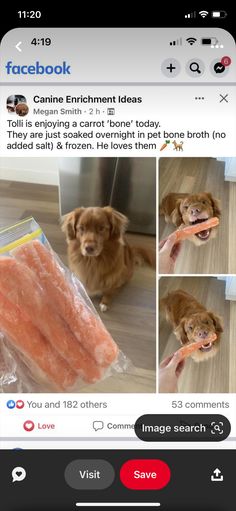 the dog is holding a carrot in its mouth