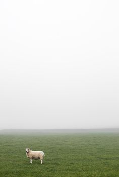 a lone sheep standing in the middle of a green field on a foggy day