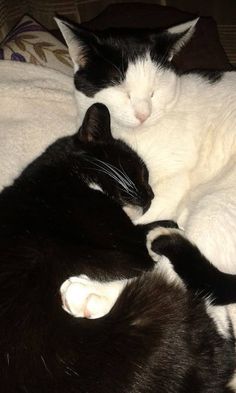 two black and white cats sleeping on top of each other