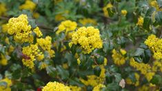 the yellow flowers are blooming on the tree