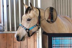 a brown horse wearing a blue and black harness standing in front of a stable door