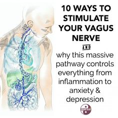 Vagal Tone, Nerf Vague, Nervus Vagus, Nerve Health, Endocannabinoid System, Vagus Nerve, Holistic Living, Natural Health Remedies, Alternative Health