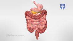 an animated image of the human body and organs