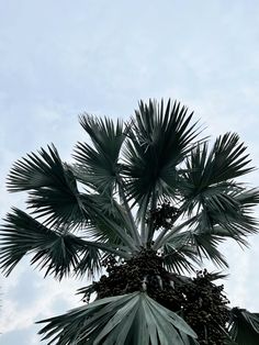 #anahaw #bismarck #tree #palm #green #beautiful #plants Tree Palm, Palm Green, Beautiful Plants, Billionaire Lifestyle, Green Plants, Beautiful Words, Palm Trees, Social Media