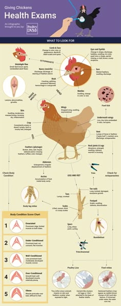 an info poster showing the different types of birds and how they are used to study them