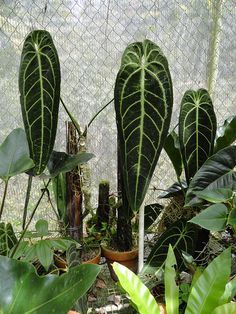 several large green plants growing inside of a fenced in area with lots of greenery