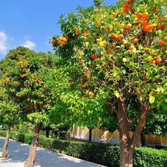 an orange tree with lots of fruit growing on it