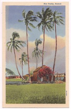 an old postcard with palm trees in the foreground and a small hut on the other side