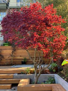 a tree with red leaves is in the middle of a wooden decked garden area