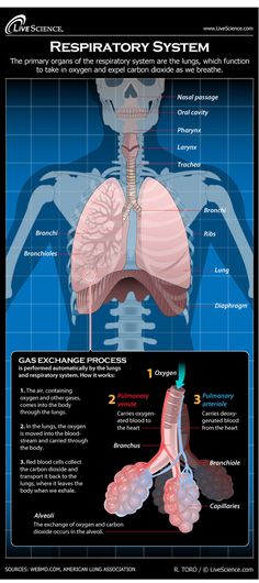 the anatomy of the human body is shown in this diagram, which shows the location of the