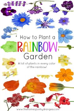 how to plant a rainbow garden in every color of the rainbow