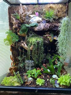 an aquarium filled with lots of plants and rocks on top of it's sides