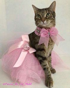 a cat wearing a pink tutu with a bow