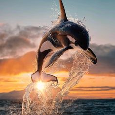 an orca jumping out of the water at sunset