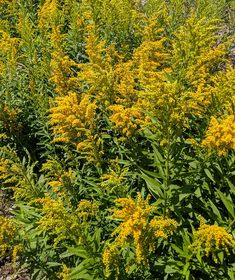 some yellow flowers are growing in the grass