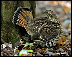 a bird is standing on the ground next to a tree in the woods with leaves around it