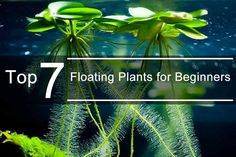 water plants with the words top 7 floating plants for beginners in front of them