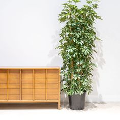 a plant in a black pot next to a wooden cabinet