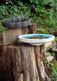 two bowls sitting on top of a tree stump