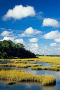 the water is surrounded by grass and trees under a blue sky with white fluffy clouds