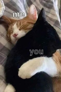 Two cute cats are sleeping Cats Cuddling, Silly Cats Pictures, Beautiful Cat Breeds, I Love My Girlfriend, Love My Boyfriend, Lovey Dovey, Silly Cats, Beautiful Cat, Animal Memes