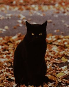 a black cat sitting on top of leaves